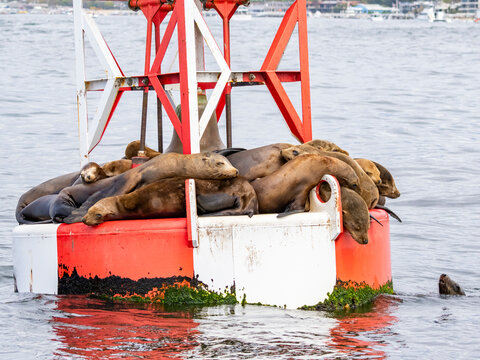 California sea lions rest on buoy in Newport Beach waters with city in background and gentle waves moving around them