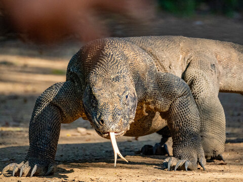 Komodo dragon walking on Komodo Island in Indonesia during the day