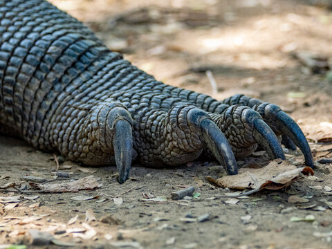Adult Komodo dragon displaying claws on Komodo Island in Indonesia with close-up view of foot detail
