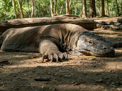Komodo dragon rests on the forest floor in Indonesia during the day on Komodo Island
