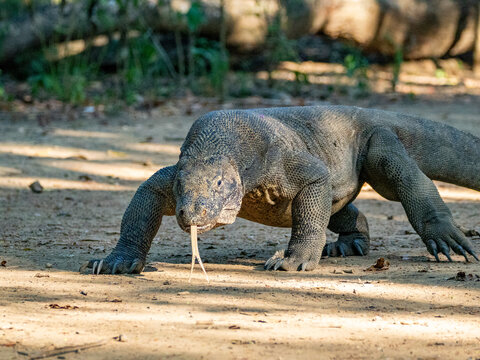Adult Komodo dragon walks across the sandy ground on Komodo Island in Indonesia during the day