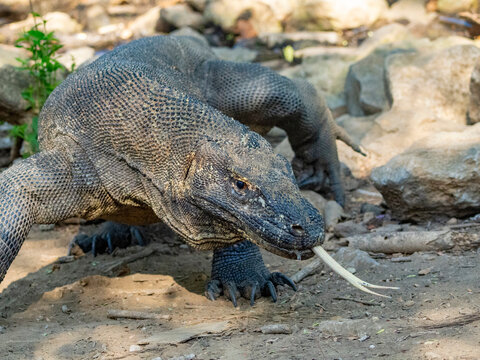 Komodo dragon moves through rocky terrain on Komodo Island in Indonesia during daylight hours
