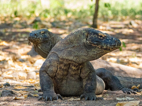 Adult Komodo dragons resting in their natural habitat on Komodo Island in Indonesia during daylight hours