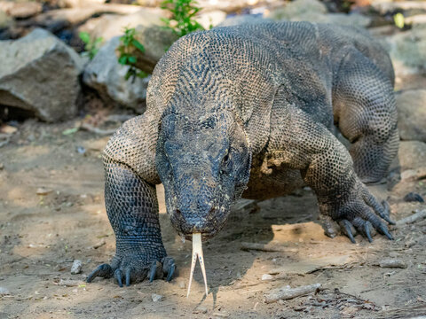 Komodo dragon walks on Komodo Island as it explores its natural habitat in Indonesia