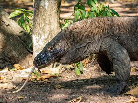 Komodo dragon walking on Komodo Island in Indonesia during a sunny day