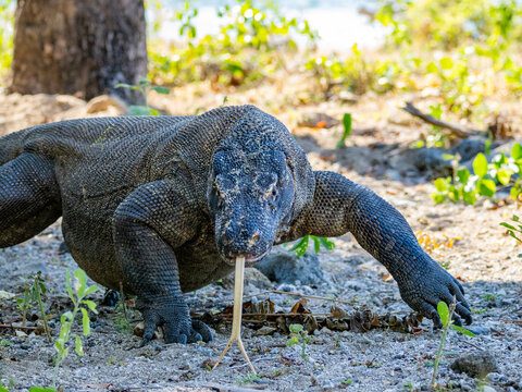 Komodo dragon walks on the sandy ground with tongue extended, showcasing its natural behavior in Indonesia's habitat