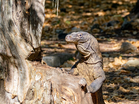 Komodo dragon searches for food in the wild on Komodo Island, Indonesia