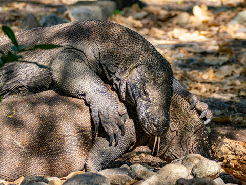 Adult Komodo dragons interact in natural setting on Komodo Island during daylight hours