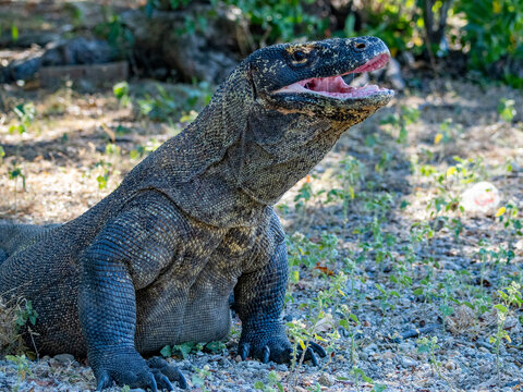 Komodo dragon yawning on Komodo Island, largest lizard species in the wild