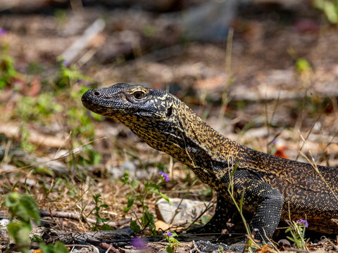 Young Komodo dragon spotted on Komodo Island in Indonesia during a sunny day in nature