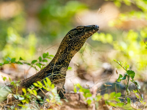 Young komodo dragon exploring its environment on Komodo Island in Indonesia during a sunny day