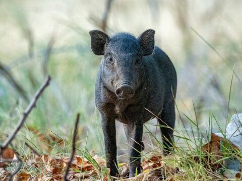 Wild boar walking through grass on Komodo Island in Indonesia during the day