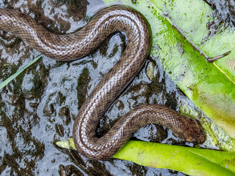 Dog-faced water snake swims in shallow waters of Agats, creating ripples in the natural habitat of South Papua, Indonesia