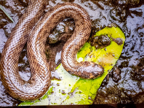 Dog-faced water snake rests on green leaf in wet area of South Papua, Indonesia