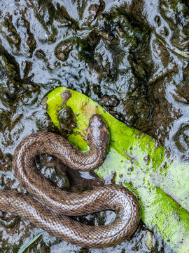 Dog-faced water snake resting on a leaf in Agats, Asmat Regency, South Papua, Indonesia