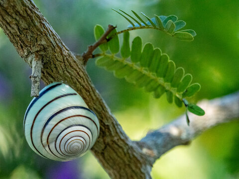 Satsuma batanica snail clings to a tree branch in Indonesia on Komodo Island