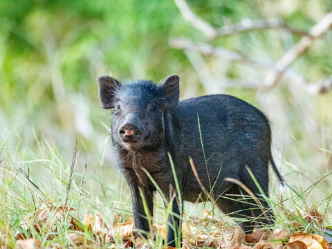 Wild boar forages in natural habitat of Komodo Island in Indonesia during daylight hours