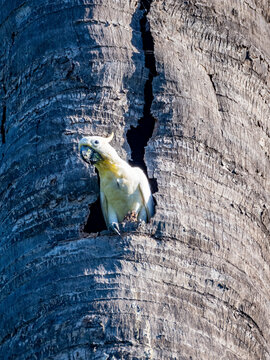 Yellow-crested cockatoo in palm tree on Komodo Island searching for food