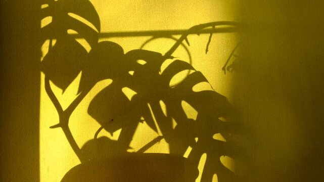 Afterglow. Window and sunset sunlight, floral shadow on yellow background. Minimal interior decoration. Multi layered effect. Cozy home. Autumn style aesthetics