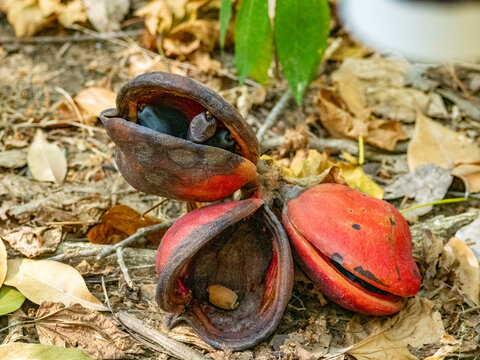 Java Olive fruit resting on ground among fallen leaves in Komodo Island, Indonesia