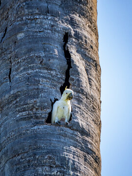 Yellow-crested cockatoo resting in palm tree on Komodo Island in Indonesia during sunny weather