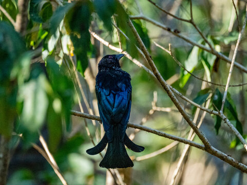 Adult Wallacean drongo perched in a palm tree in Komodo Island during bright daylight hours
