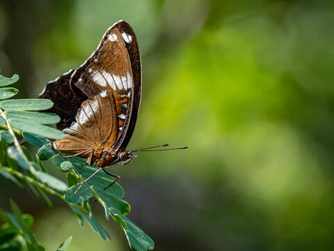 Great eggfly butterfly rests on a tree branch in Indonesia, showcasing its natural behavior in the wild