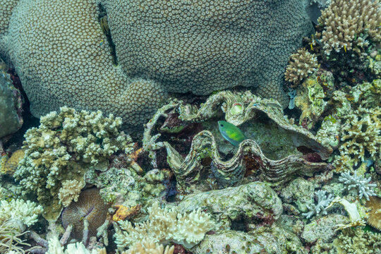 Colorful tropical fish swim among various corals in the waters of Misool, Raja Ampat, Papua, Indonesia