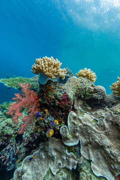 Exploring the diverse coral reefs and tropical fish in Misool, Raja Ampat, Papua, Indonesia