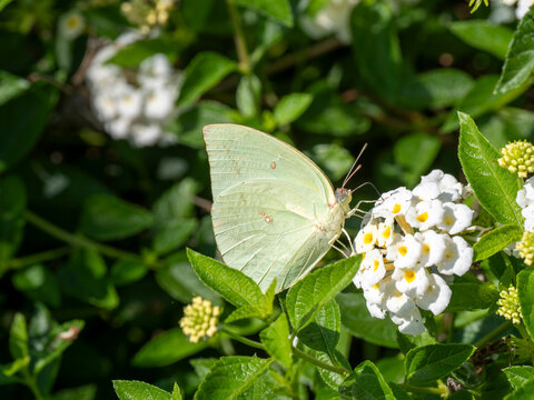 Lemon migrant butterfly rests on white flower in Maumere, Indonesia surrounded by green leaves
