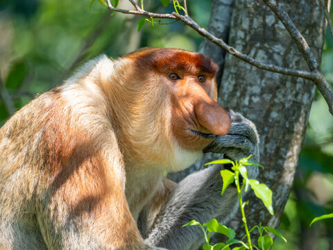 Adult male proboscis monkey showing head detail while resting in Labuk Bay, Sabah, Malaysia