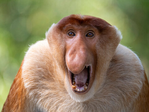 Adult male proboscis monkey shows head detail at sanctuary in Malaysia for visitors to observe natural behavior