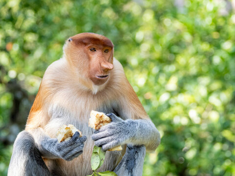 Adult male proboscis monkey feeding on food in Labuk Bay Proboscis Monkey Sanctuary in Sabah, Malaysia