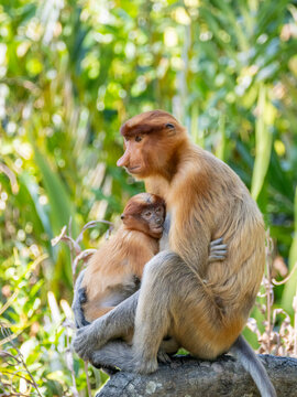 Mother proboscis monkey cares for her young infant in the sanctuary of Sabah, Malaysia