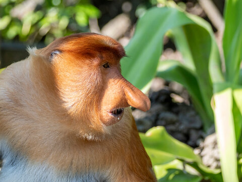 Detail of adult male proboscis monkey showing unique features in Labuk Bay Sanctuary in Malaysia