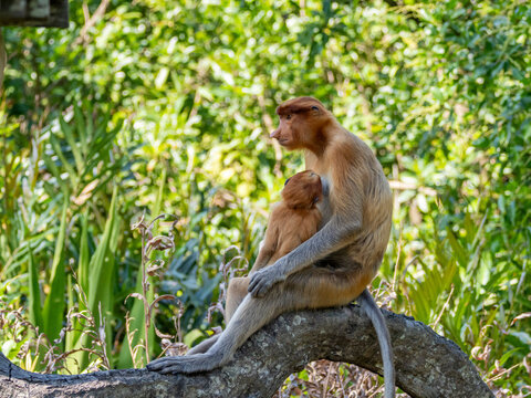 Mother proboscis monkey feeds her infant at Labuk Bay Proboscis Monkey Sanctuary in Sabah, Malaysia