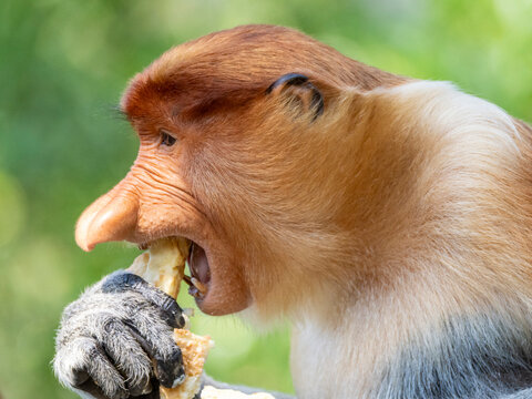 Adult male proboscis monkey eating food in Labuk Bay Sanctuary in Sabah Malaysia during the day