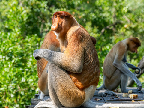 Adult male proboscis monkeys feeding at Labuk Bay Proboscis Monkey Sanctuary in Sabah Malaysia during a warm sunny day