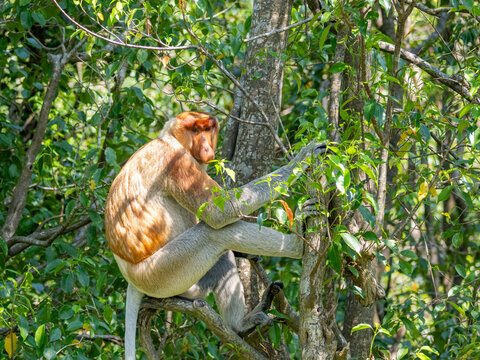 Adult male proboscis monkey sits in tree while eating leaves in Sabah, Malaysia