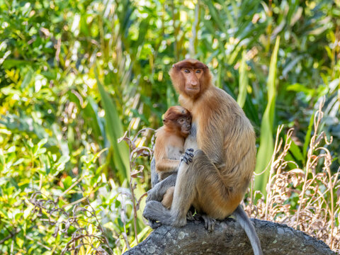 Mother proboscis monkey feeds her infant in Labuk Bay, Sabah, Malaysia