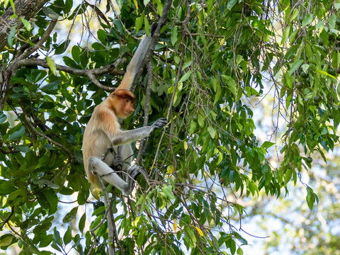 Adult female proboscis monkey resting on a branch in Labuk Bay Monkey Sanctuary located in Sabah, Malaysia