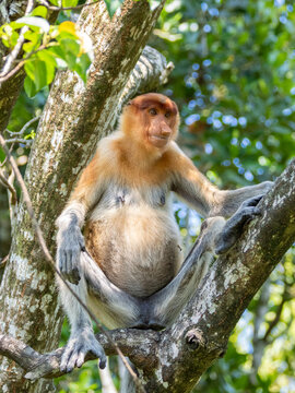 Adult female proboscis monkey sitting on tree branch at Labuk Bay Proboscis Monkey Sanctuary in Sabah, Malaysia