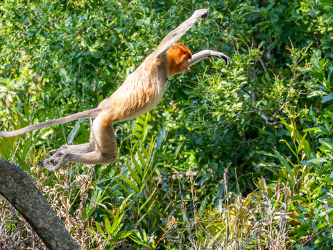 Adult female proboscis monkey leaping above greenery in Sabah Malaysia