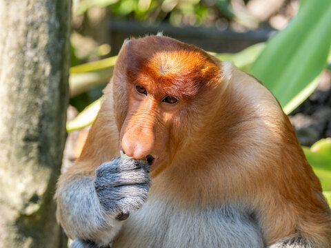 Adult male proboscis monkey feeding at a sanctuary in Sabah Malaysia during a sunny day