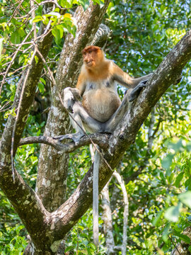 Adult female proboscis monkey sitting on a tree branch in Malaysia's sanctuary during daylight hours in a natural setting