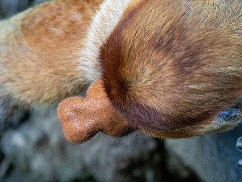Adult male proboscis monkey seen from above, showing unique features of Nasalis larvatus in Sabah, Malaysia