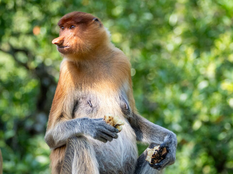 Adult female proboscis monkey feeding on food at Labuk Bay Proboscis Monkey Sanctuary in Sabah, Malaysia