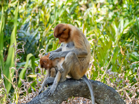 Mother proboscis monkey cares for her infant at Labuk Bay in Sabah, Malaysia