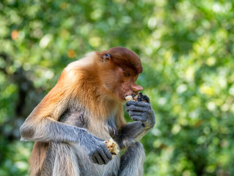 Feeding activity of an adult female proboscis monkey in a sanctuary in Sabah, Malaysia while surrounded by greenery
