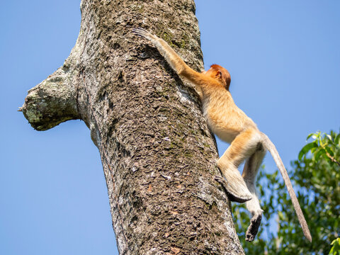 Young proboscis monkey climbs a tree while exploring its habitat in Malaysia